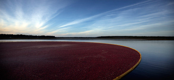 Some cranberry fields